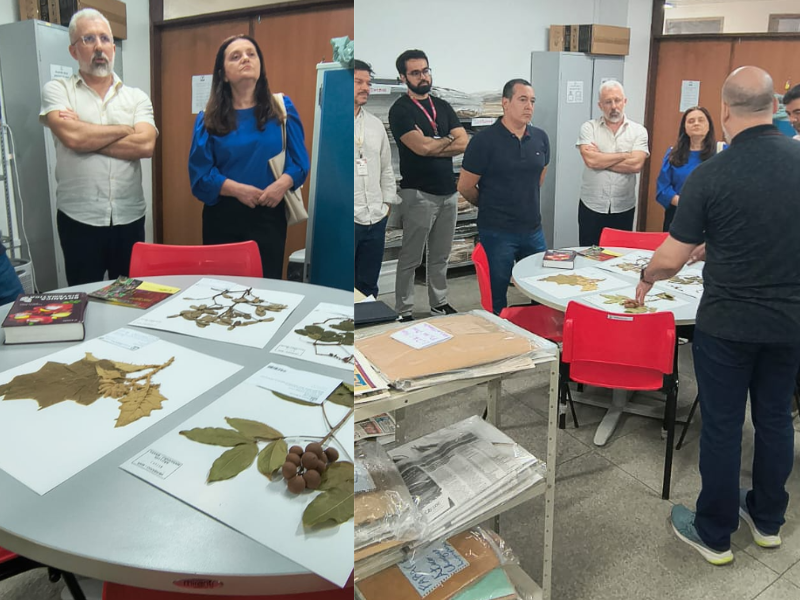 FitoAmazônia anuncia apoio para criação de site do Herbário da UFMA